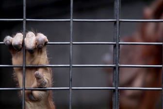 Eine Hand am Gitter: ein junger Orang-Utan in Gefangenschaft.