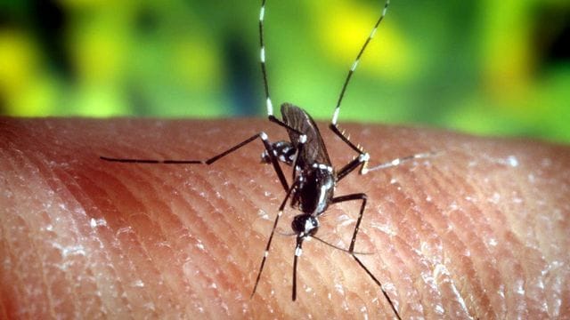 Die Erderwärmung begünstigt auch in Deutschland die Übertragung von gefährlichen Erregern wie dem Zika-Virus durch Mücken. Die Erderwärmung begünstigt auch in Deutschland die Übertragung von gefährlichen Erregern wie dem Zika-Virus durch Mücken.