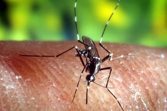 Die Erderwärmung begünstigt auch in Deutschland die Übertragung von gefährlichen Erregern wie dem Zika-Virus durch Mücken.