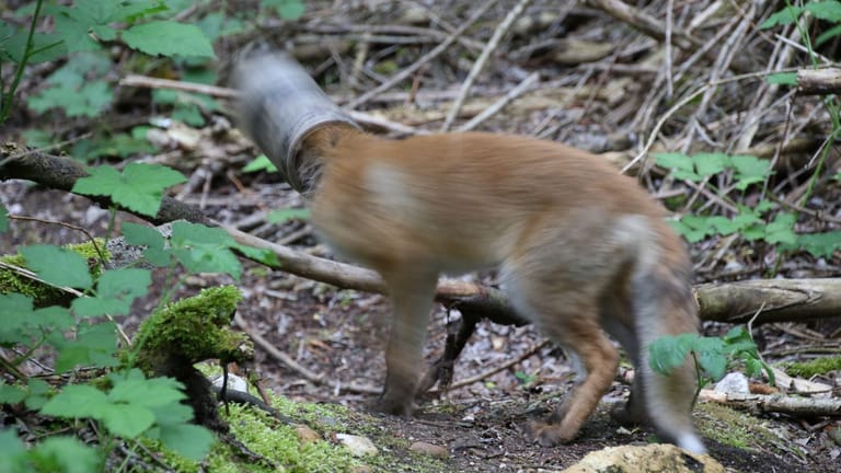 Ein kleiner Fuchs steckt mit seinem Kopf in einer Plastikverpackung: Das Tier lief der Kölnerin Angela W. bei einer Schwanenschutz-Aktion in einem Naturschutzgebiet über den Weg.