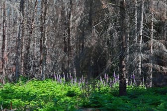 Tote Nadelbäume bei der Sophienhöhe in der Nähe von Jülich in Nordrhein-Westfalen: Gerade im Kontrast zum frischen Grün heben sich die vielen abgestorbenen Stämme deutlich hervor.