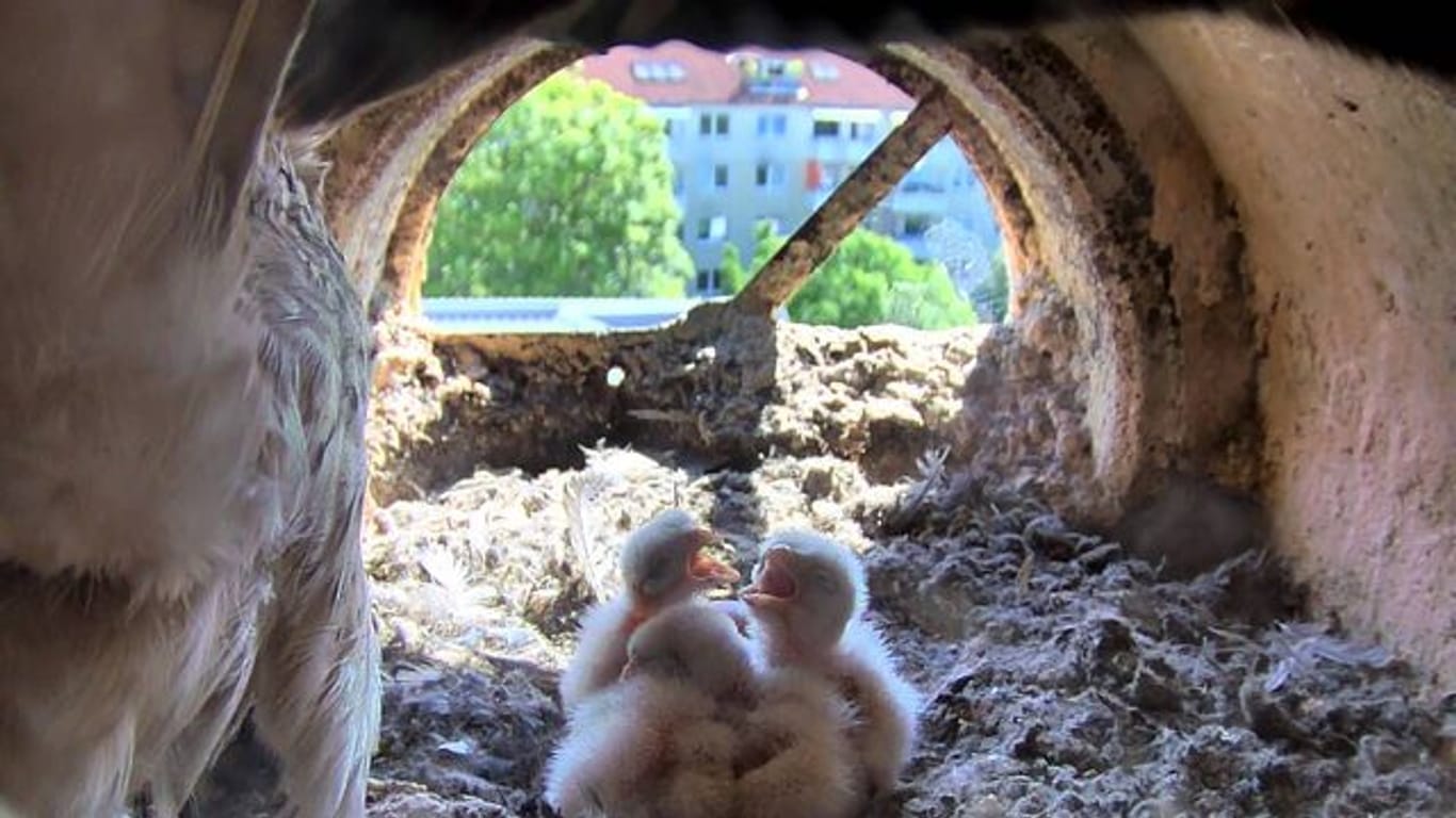 Jungtiere von Turmfalken sitzen in ihrem Nest unter dem Dach des Thüringer Umweltministeriums (Symbolbild): Auch in Berlin ist die Art verbreitet.