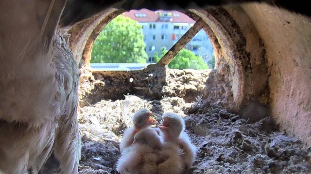 Jungtiere von Turmfalken sitzen in ihrem Nest unter dem Dach des Thüringer Umweltministeriums (Symbolbild): Auch in Berlin ist die Art verbreitet. Jungtiere von Turmfalken sitzen in ihrem Nest unter dem Dach des Thüringer Umweltministeriums (Symbolbild): Auch in Berlin ist die Art verbreitet.