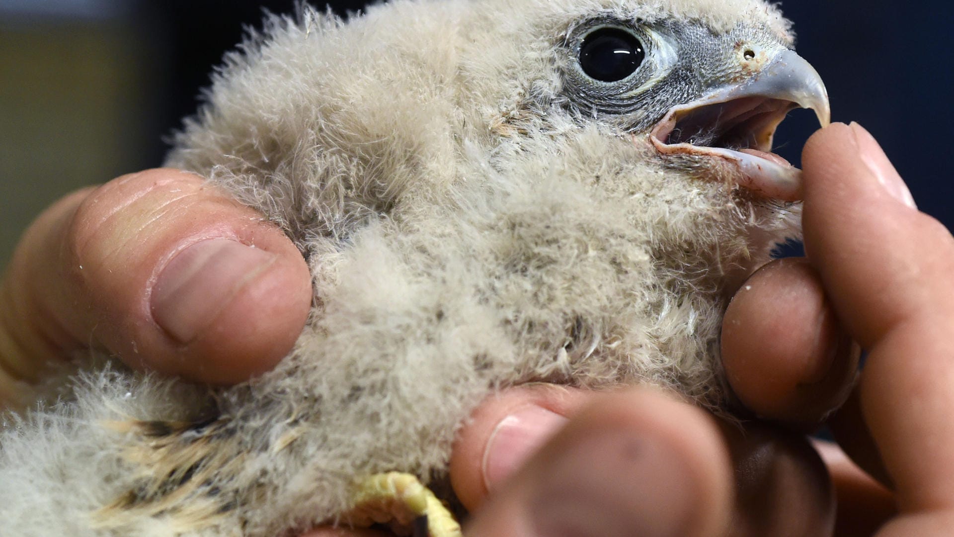 Ein Mitarbeiter des NABU hält in der Parkklinik in Berlin Weißensee einen junge Turmfalken bei der Beringung: So können wichtige Daten über die Tiere gesammelt werden.