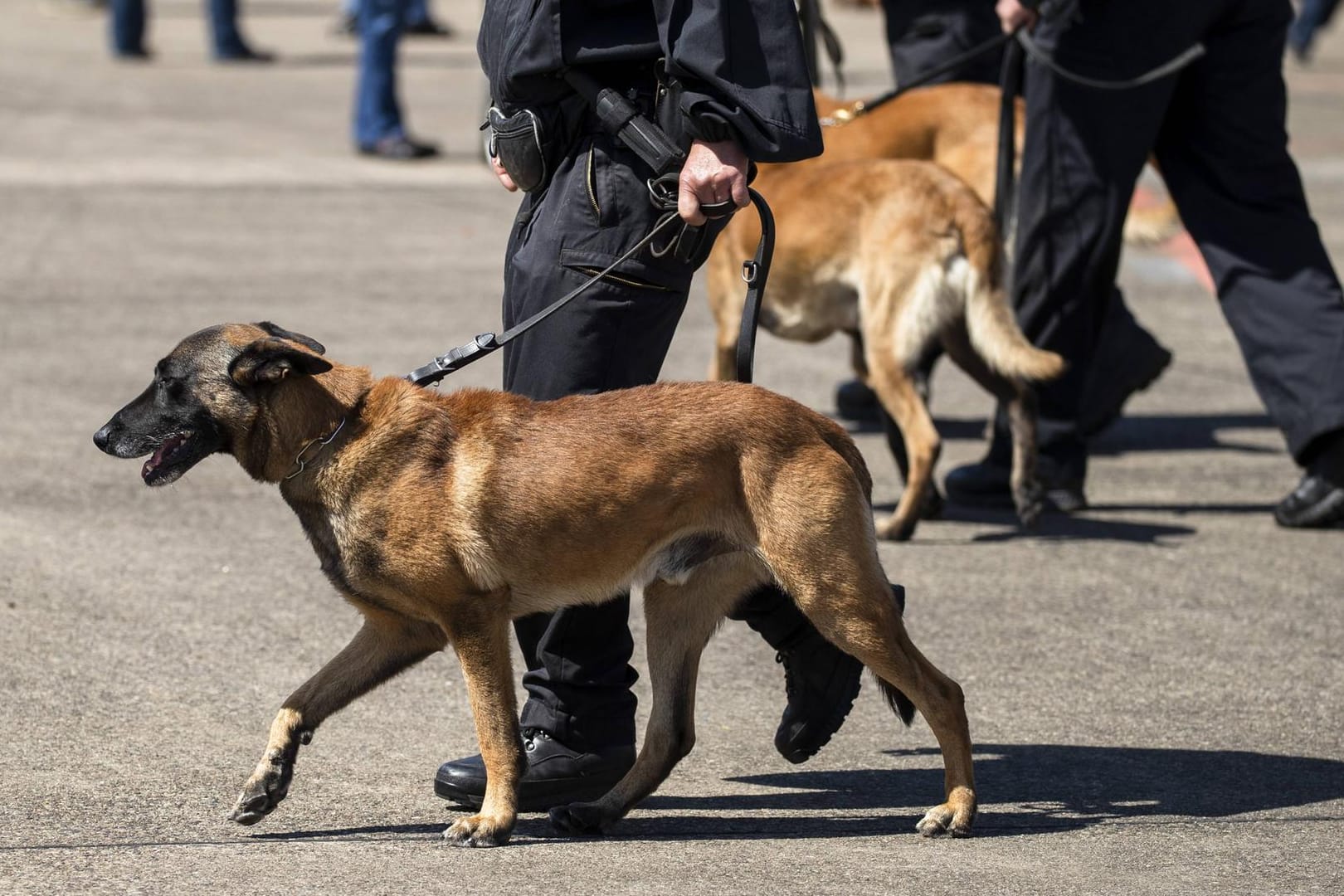 Polizeihunde im Einsatz: Zwei Brüder haben nach Familienstreitigkeiten in Karlsruhe mehrere Polizisten und deren Diensthund verletzt.