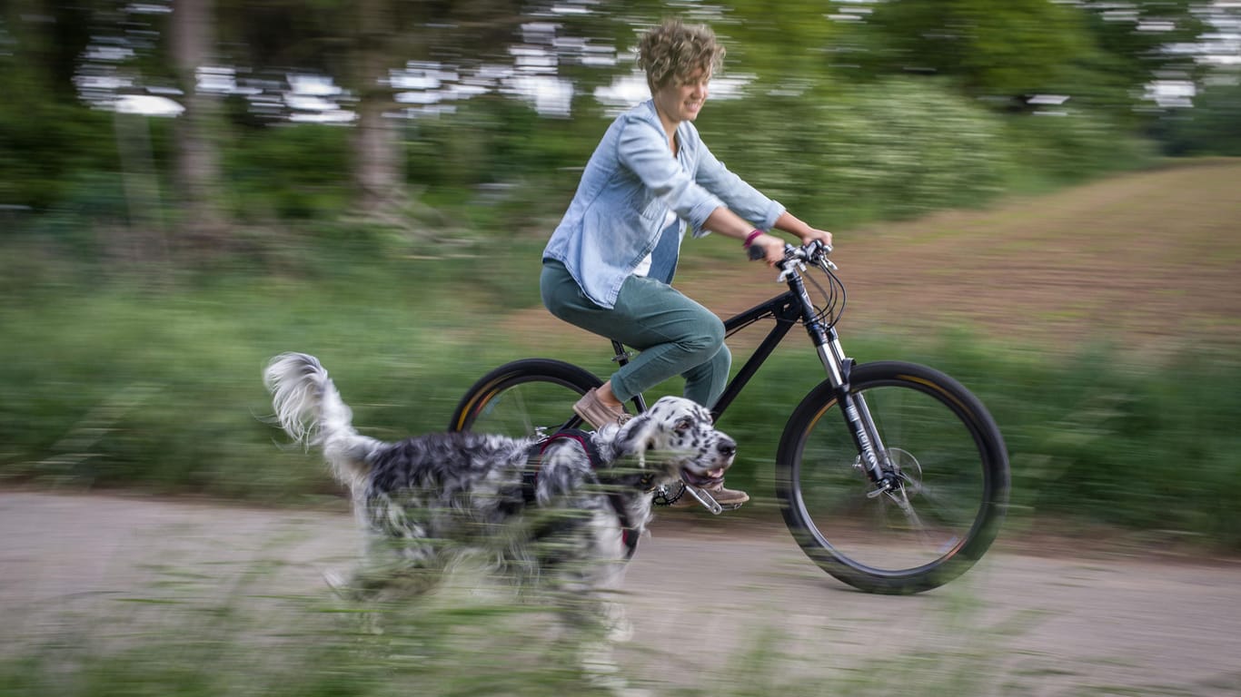 Radfahren mit Hund: Am besten traben Hunde locker neben dem Fahrrad her, ohne zu galoppieren.