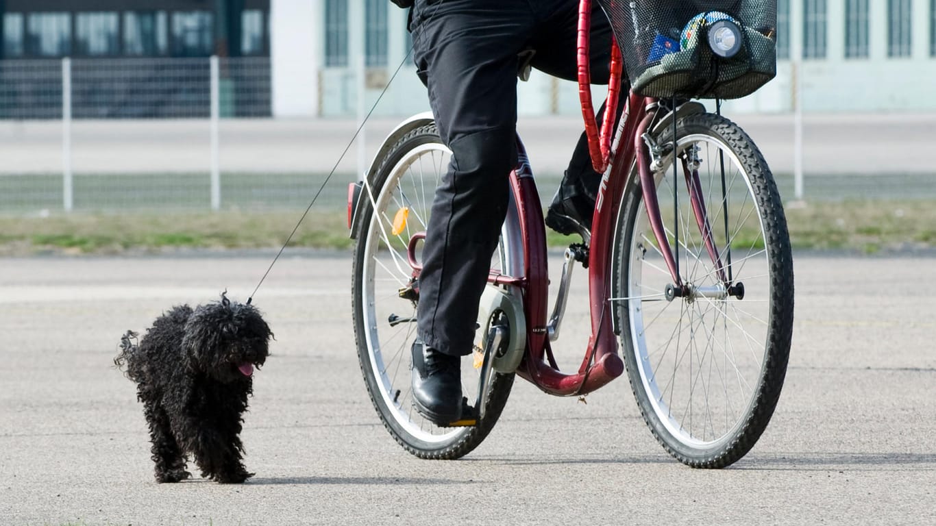 Radeln mit Hund: Vor allem kleine Hunderassen sollten nicht zu schnell neben dem Fahrrad herlaufen müssen. Ansonsten drohen ihnen Gelenkschäden.