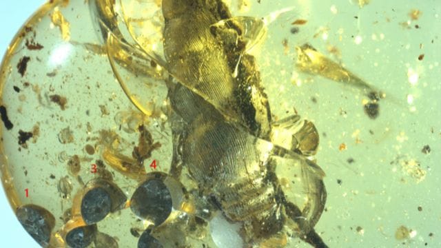 Schnecke mit Babys in Bernstein