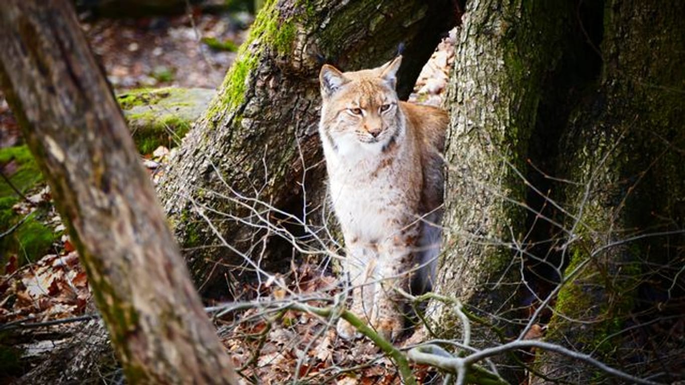 Luchs