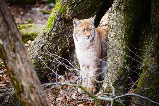 Luchs