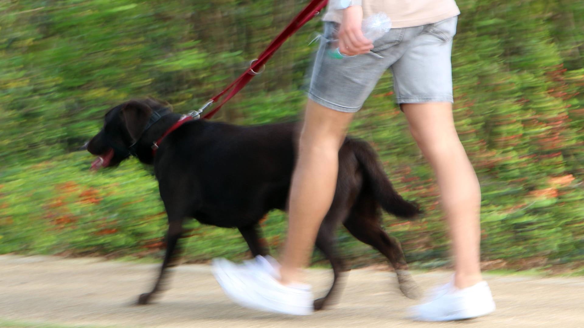 Ein Mann führt einen Hund aus (Symbolbild): Eine Straftat schließt die Polizei aus. Ein Mann führt einen Hund aus (Symbolbild): Eine Straftat schließt die Polizei aus.
