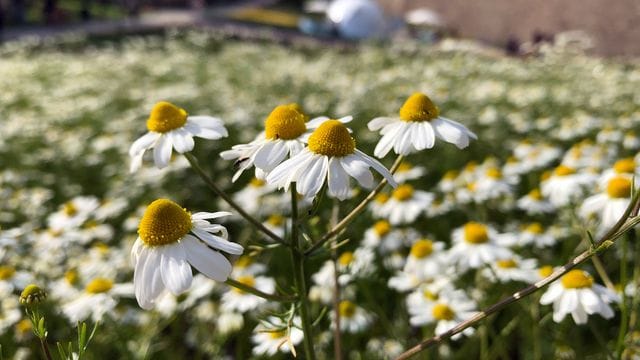 Echte Kamille wächst auf dem Gelände der Bundesgartenschau