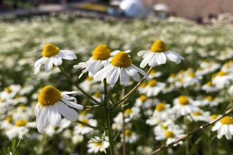 Echte Kamille wächst auf dem Gelände der Bundesgartenschau