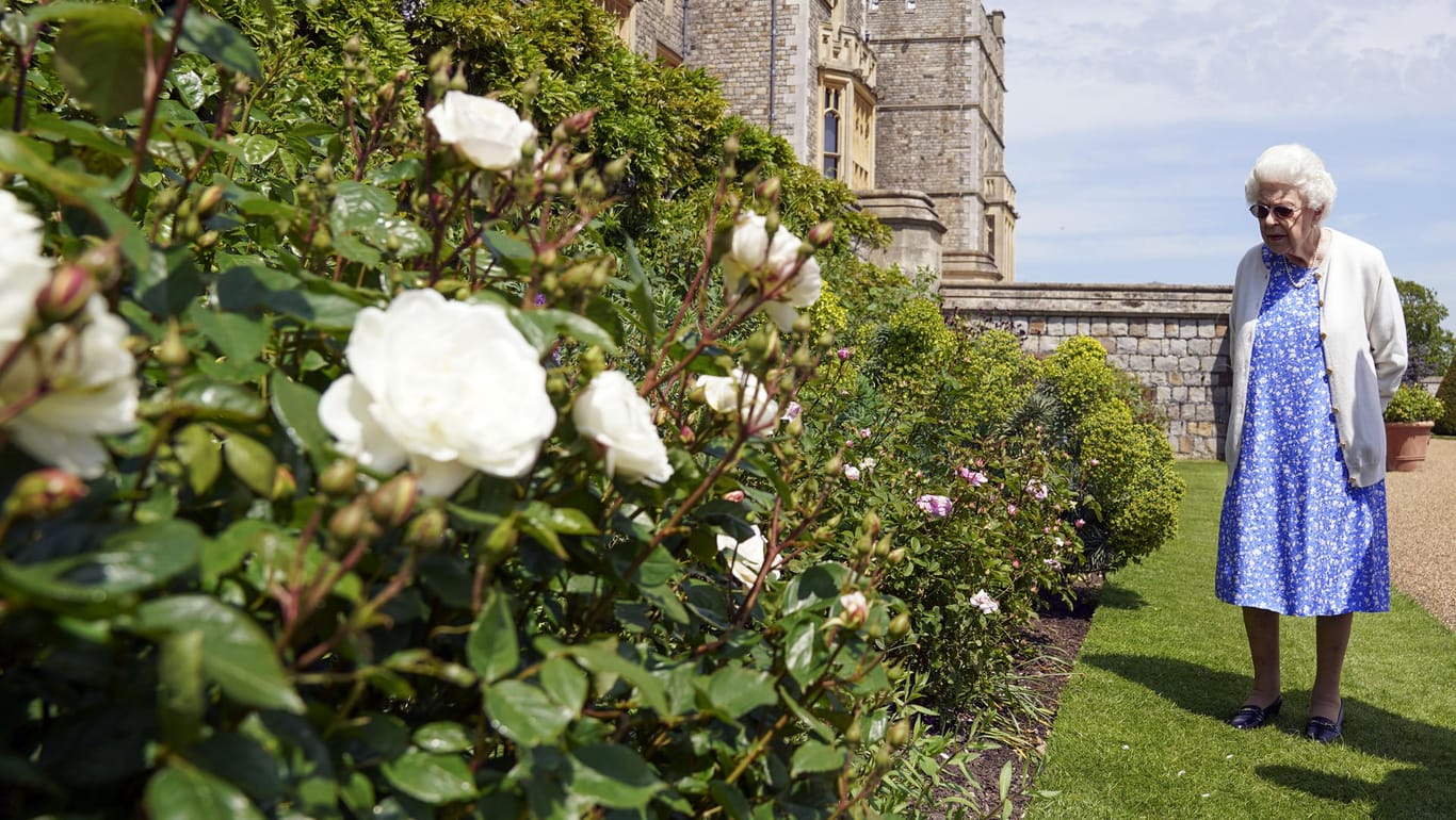 Vergangene Woche in Windsor: Die britische Königin Elizabeth II. hat zu Ehren des 100. Geburtstags ihres erst kürzlich gestorbenen Ehemanns Prinz Philip eine nach ihm benannte Rose pflanzen lassen.