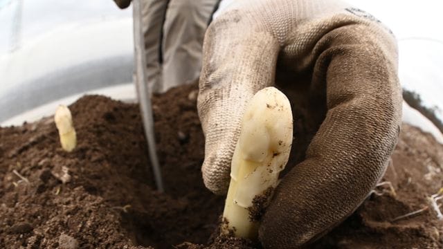 Auf einem Feld wird Spargel geerntet