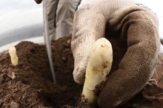 Auf einem Feld wird Spargel geerntet