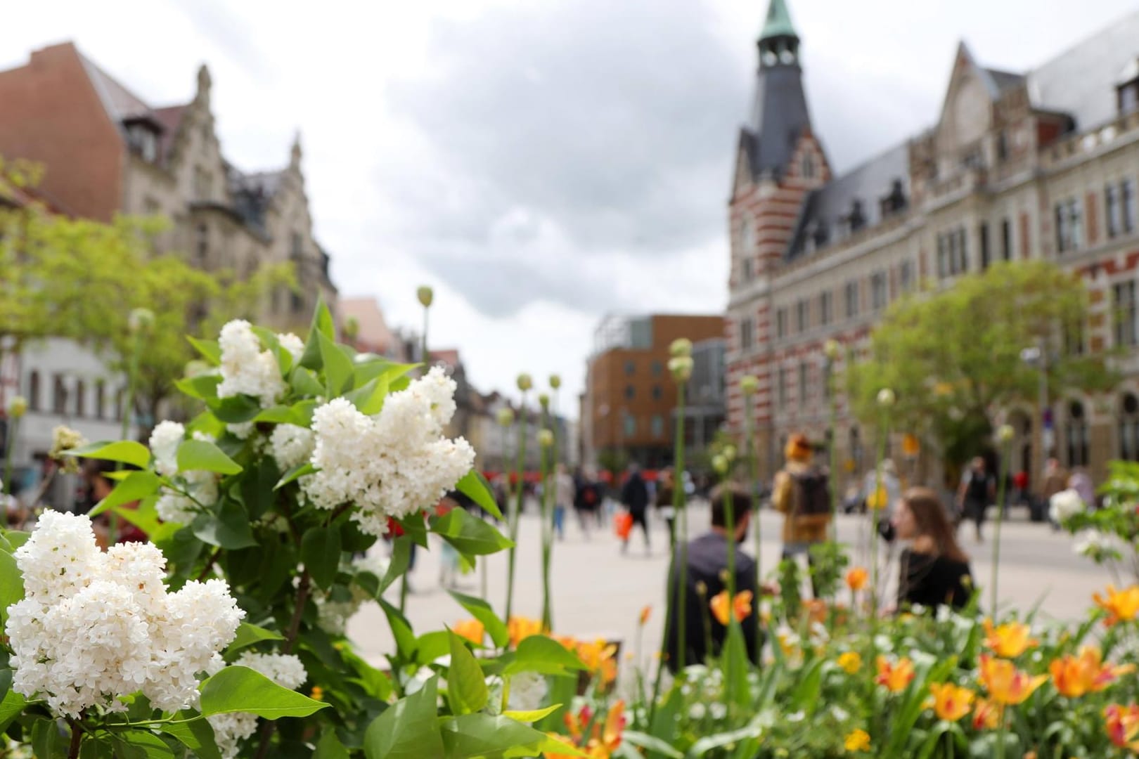 Blumen blühen auf dem Anger in Erfurt (Symbolbild): Stück für Stück kehrt wieder mehr Leben in die Stadt.