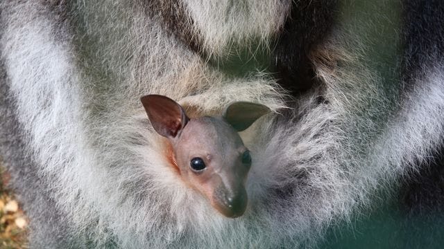 Chemnitzer Zoo