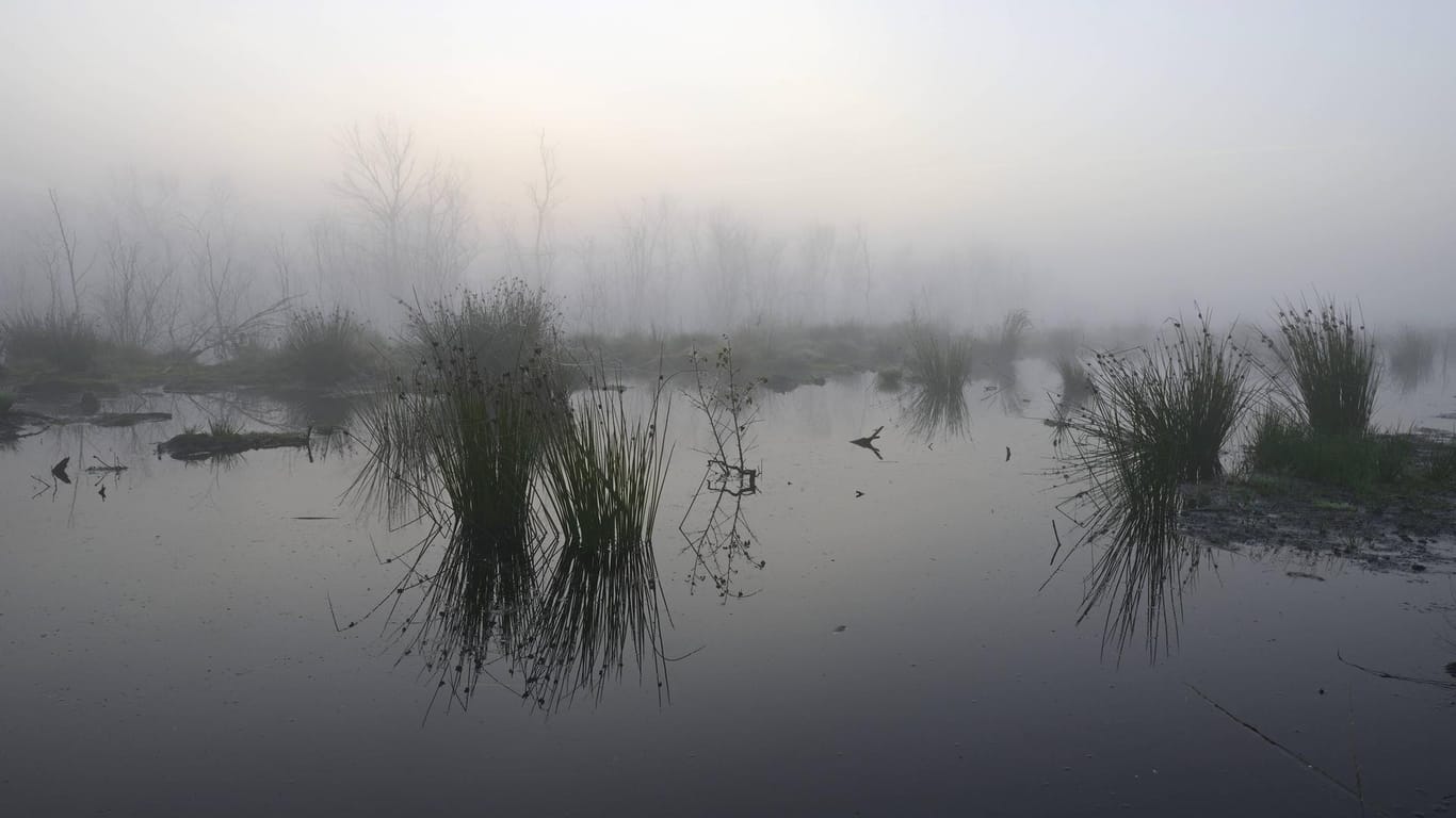Morgengrauen im Naturschutzgebiet Theikenmeer in Werlte: Dort wurden schon vor 60 Jahren die ersten Urnen aus der Eisenzeit entdeckt. (Symbolfoto)