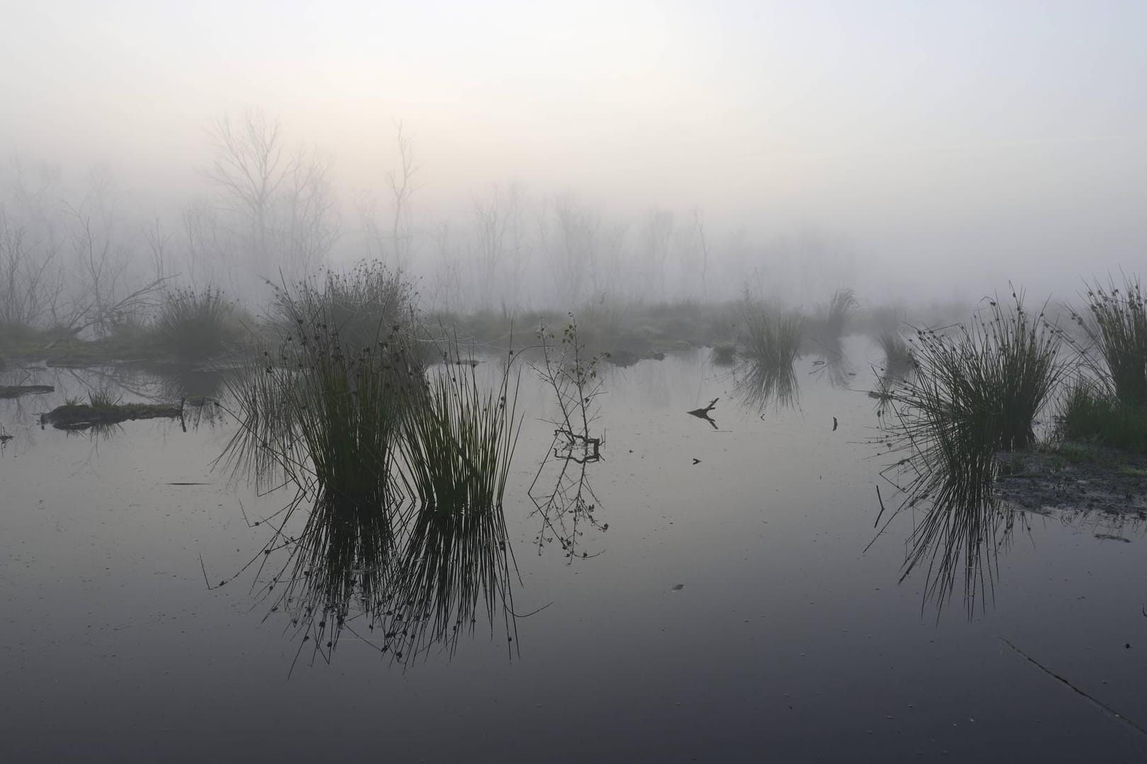 Morgengrauen im Naturschutzgebiet Theikenmeer in Werlte: Dort wurden schon vor 60 Jahren die ersten Urnen aus der Eisenzeit entdeckt. (Symbolfoto)