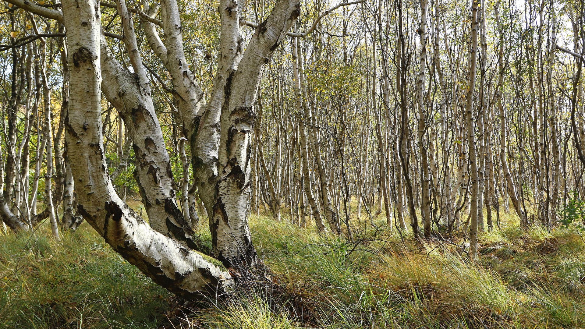 Vogelkoje: Bis in die 1930er Jahre diente die Vogelkoje als Entenfanganlage. Heute ist sie ein Naturparadies für viele Vogelarten.