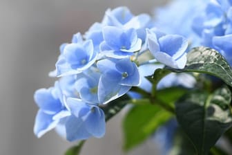 Manche Hortensien blühen blau, da sie den Farbstoff Delphinidin in sich tragen - allerdings muss der Boden dafür einen niedrigen pH-Wert haben.