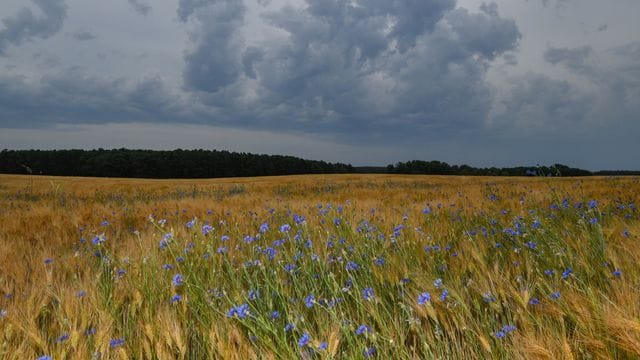 Wind im Kornfeld