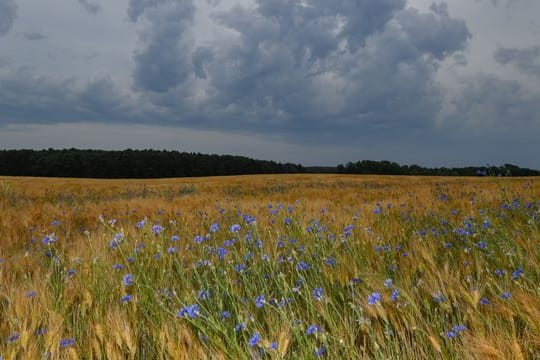 Wind im Kornfeld