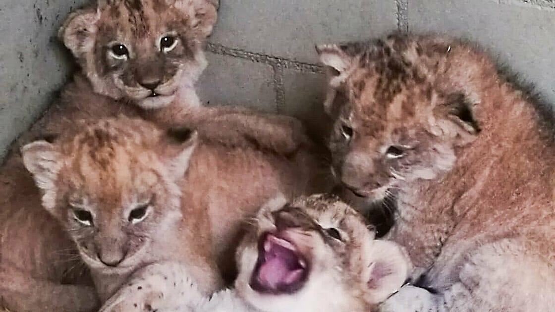 Der Wurf von Löwenpaar Kigali und Majo im Leipziger Zoo (Archivbild): Nun werden Namen für die Kleinen gesucht. Der Wurf von Löwenpaar Kigali und Majo im Leipziger Zoo (Archivbild): Nun werden Namen für die Kleinen gesucht.