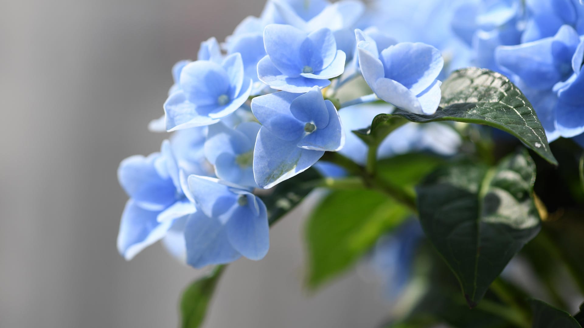 Hortensien: Einige blühen blau, da sie den Farbstoff Delphinidin in sich tragen. Allerdings muss der Boden dafür einen niedrigen pH-Wert haben.