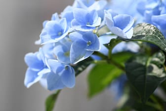 Hortensien: Einige blühen blau, da sie den Farbstoff Delphinidin in sich tragen. Allerdings muss der Boden dafür einen niedrigen pH-Wert haben.