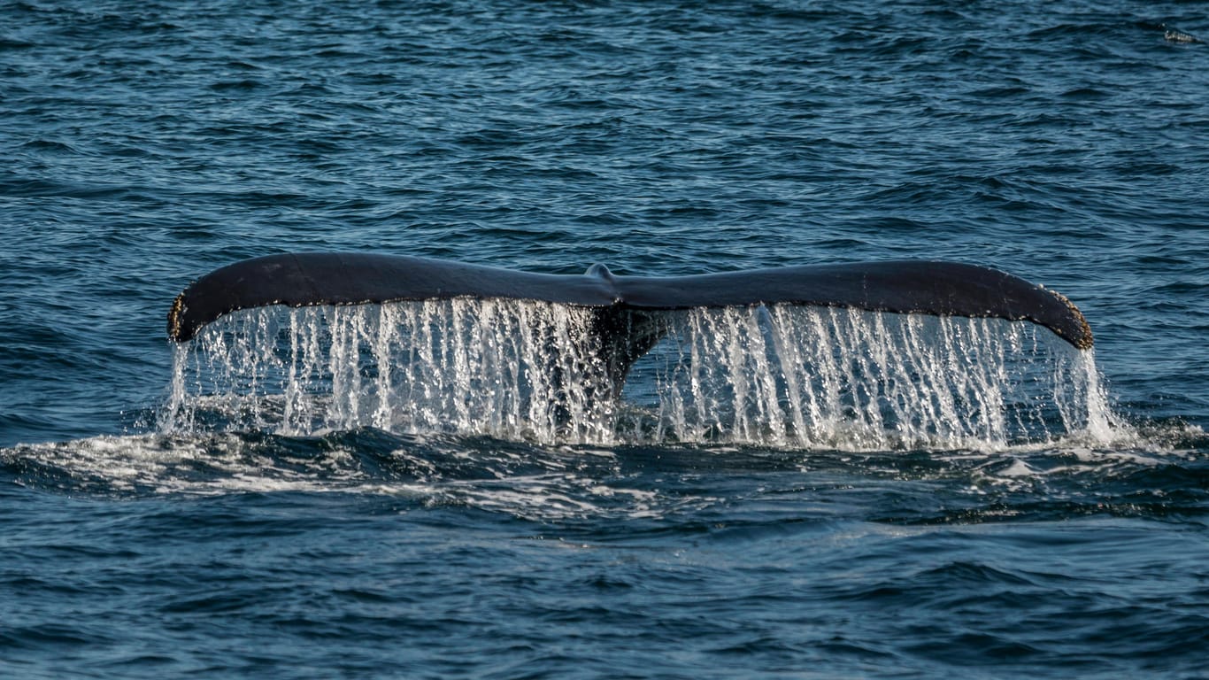 Die Flosse eines Buckelwals bei Cape Cod (Archivbild). Ein Taucher ist angeblich von solch einem Tier verschluckt worden.
