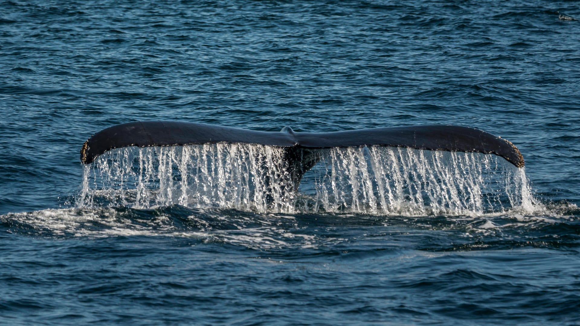 Die Flosse eines Buckelwals bei Cape Cod (Archivbild). Ein Taucher ist angeblich von solch einem Tier verschluckt worden. Die Flosse eines Buckelwals bei Cape Cod (Archivbild). Ein Taucher ist angeblich von solch einem Tier verschluckt worden.
