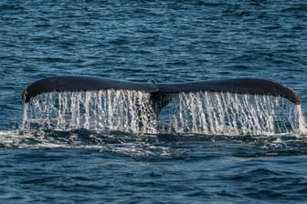 Die Flosse eines Buckelwals bei Cape Cod (Archivbild). Ein Taucher ist angeblich von solch einem Tier verschluckt worden.