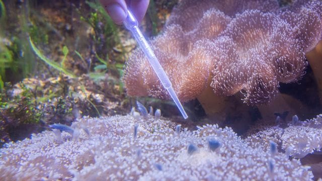 Qualle als Nahrung: Im Leibniz-Zentrum für Marine Tropenforschung (ZMT) werden Mangrovenquallen gezüchtet.