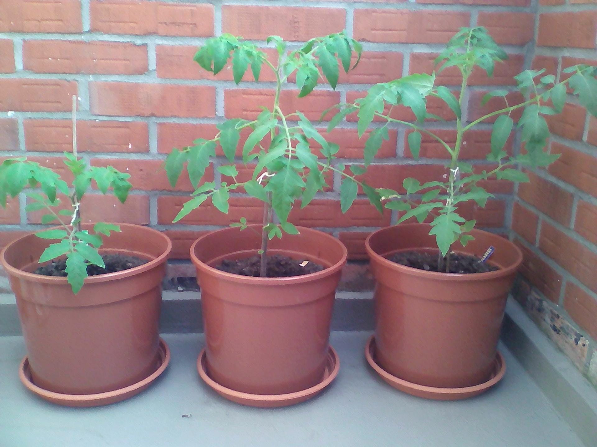 Tomaten in Kübeln: Lidl Tomate (links), Sperli Bio-Tomate (mittig) und Kiepenkerl Tomate (rechts) zweieinhalb Wochen nach dem Auspflanzen.