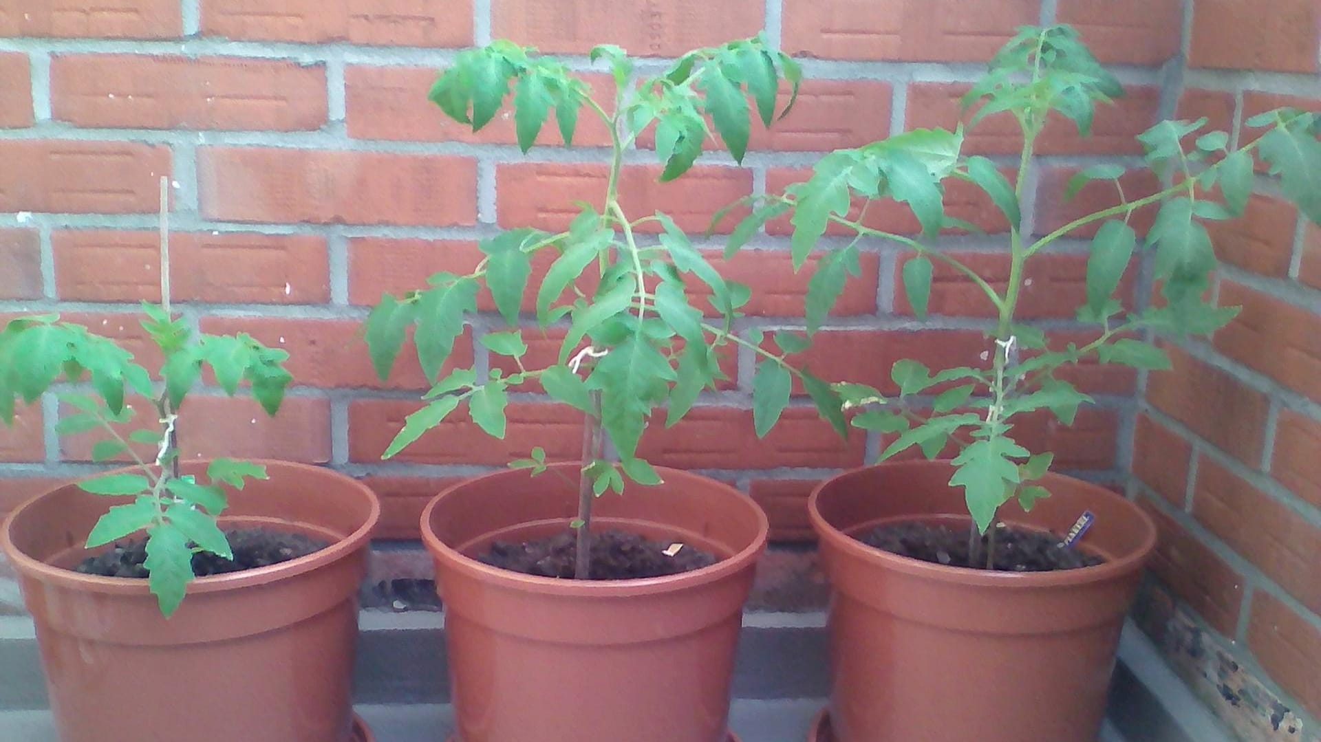 Tomaten in Kübeln: Lidl Tomate (links), Sperli Bio-Tomate (mittig) und Kiepenkerl Tomate (rechts) zweieinhalb Wochen nach dem Auspflanzen.