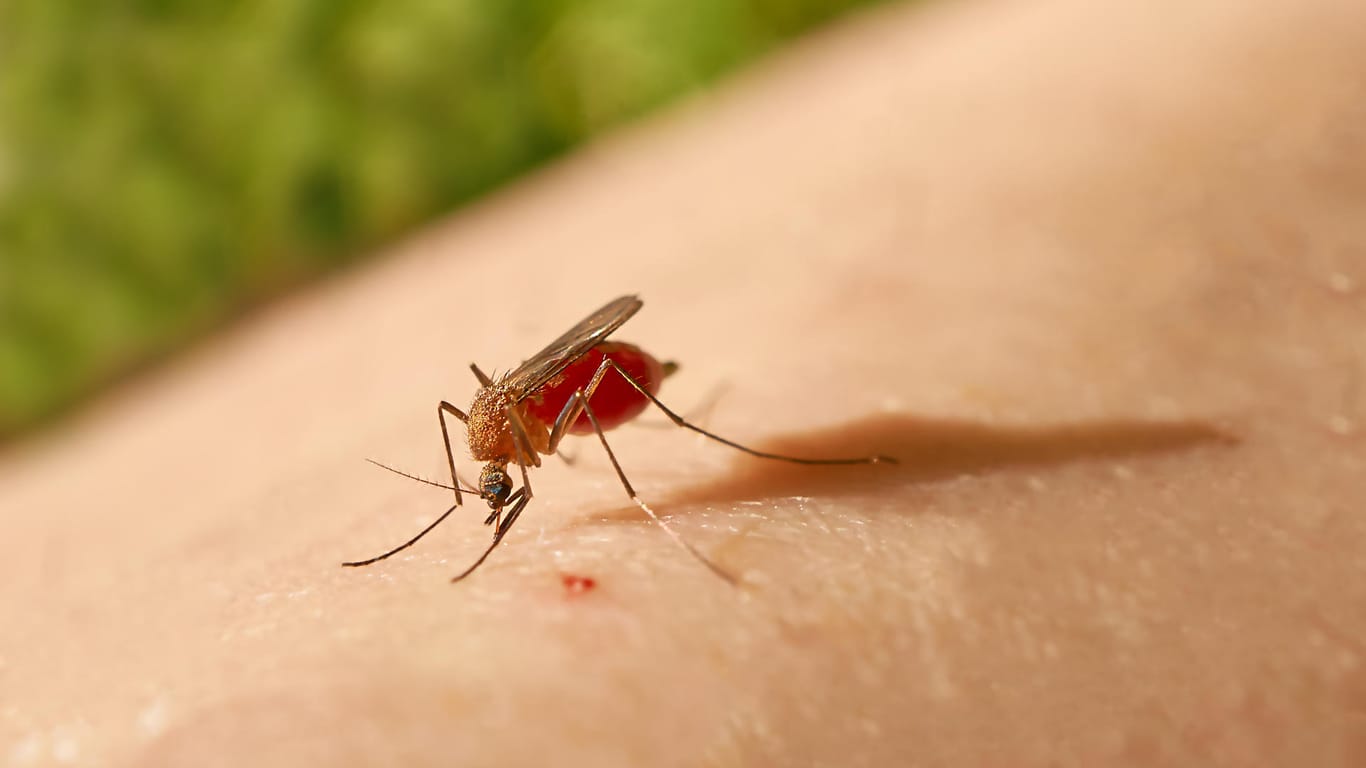 Mücke: Um den Juckreiz zu lindern, sollte ein Mückenstich gekühlt werden.