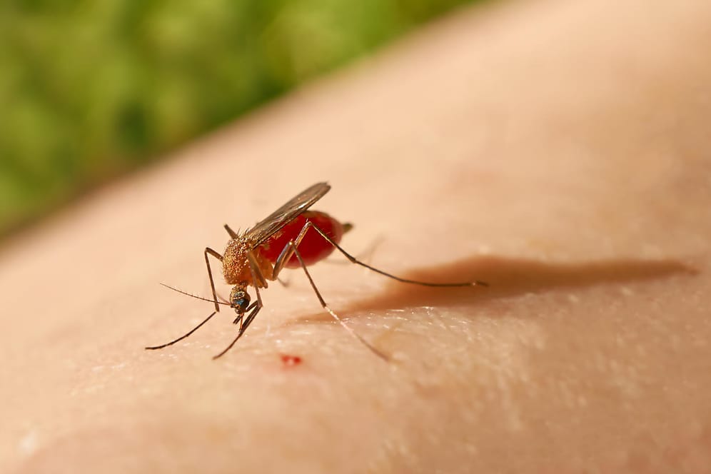 Mücke: Um den Juckreiz zu lindern, sollte ein Mückenstich gekühlt werden.