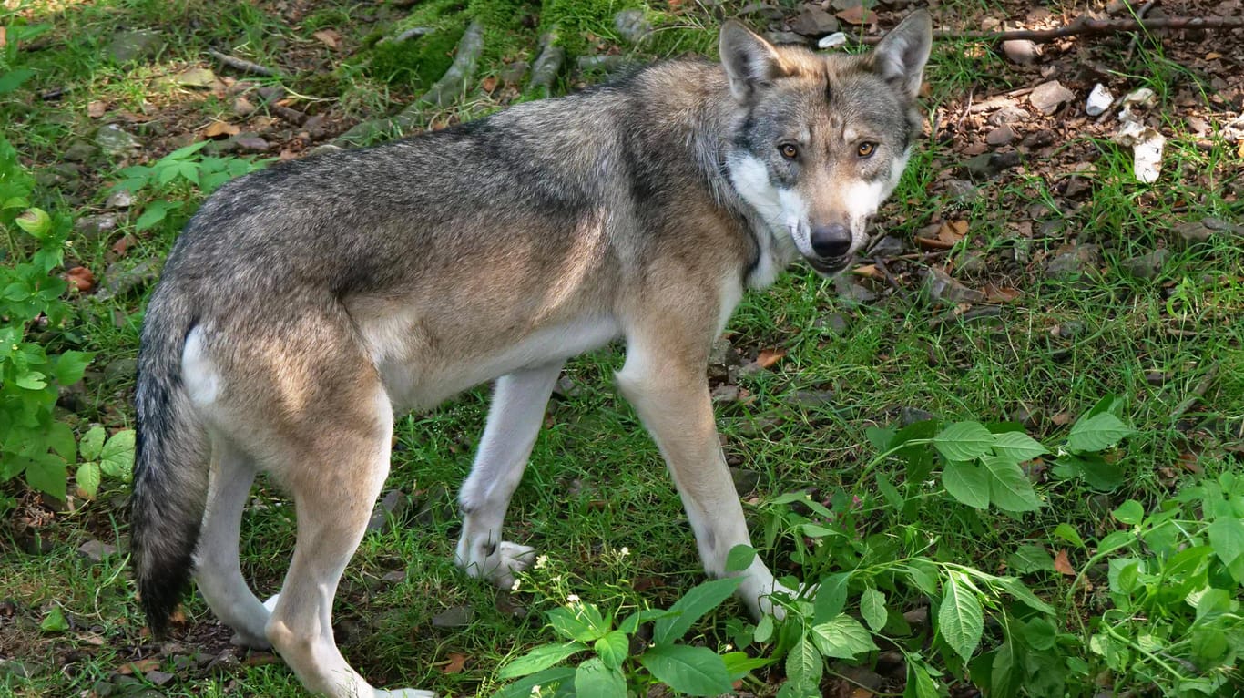 Ein Europäischer Grauwolf (Symbolbild): Wieder konnte die Existenz eines Wolfes nahe der Stadt Köln nachgewiesen werden.