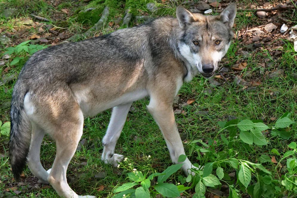 Ein Europäischer Grauwolf (Symbolbild): Wieder konnte die Existenz eines Wolfes nahe der Stadt Köln nachgewiesen werden.