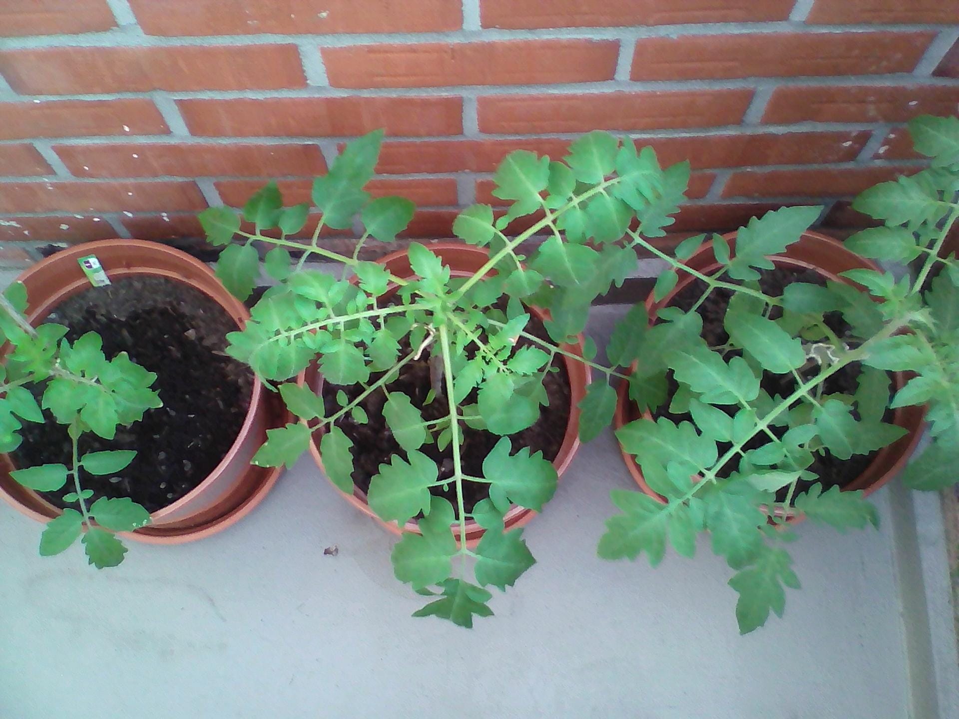 Tomaten in Kübeln: Lidl Tomate (links), Sperli Bio-Tomate (mittig) und Kiepenkerl Tomate (rechts) zweieinhalb Wochen nach dem Auspflanzen.