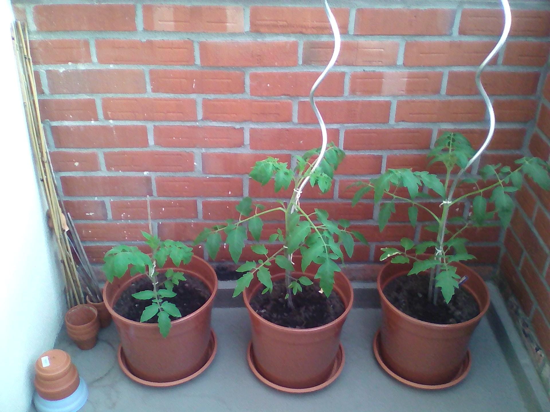 Tomaten in Kübeln: Zwei Tomatenspiralstäbe stützen die Sperli Bio-Tomate (mittig) und Kiepenkerl Tomate (rechts).
