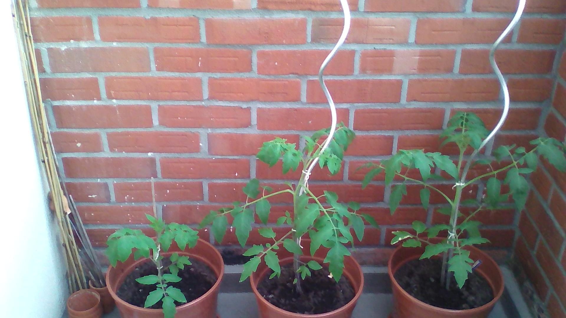 Tomaten in Kübeln: Zwei Tomatenspiralstäbe stützen die Sperli Bio-Tomate (mittig) und Kiepenkerl Tomate (rechts).