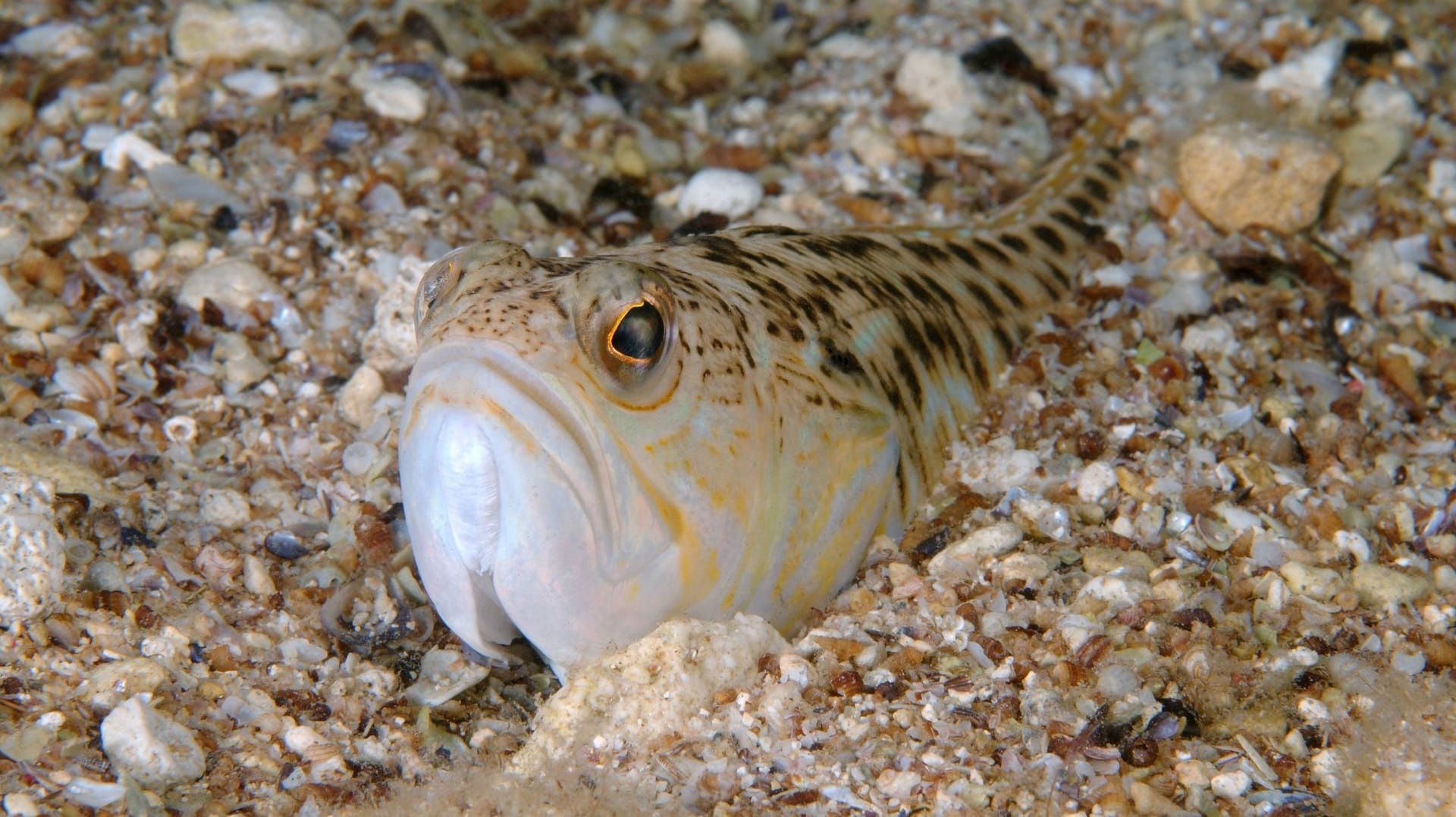 Ein Petermännchen im Meer: Die Stiche des Fisches können zum Kreislaufkollaps sowie zu Herzrhythmusstörungen führen. Ein Petermännchen im Meer: Die Stiche des Fisches können zum Kreislaufkollaps sowie zu Herzrhythmusstörungen führen.