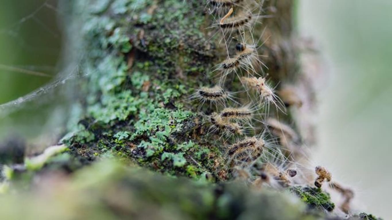 Eichenprozessionsspinner in ihrem Nest auf einem Baum (Archivbild): Die Tiere können für den Menschen gefährlich werden.