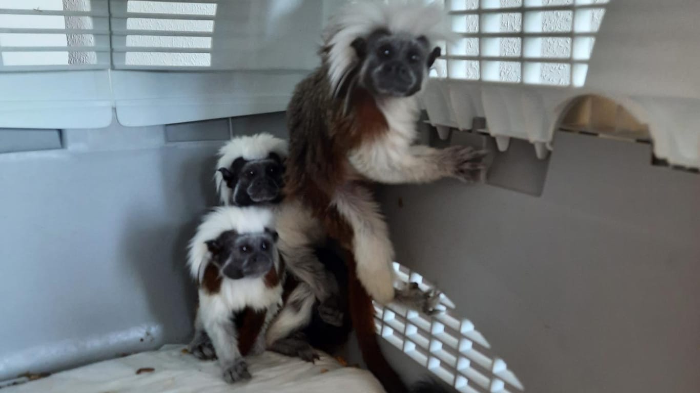 Drei Liszt-Affen in einer Transportbox: Die Polizei hatte diese beschlagnahmt.