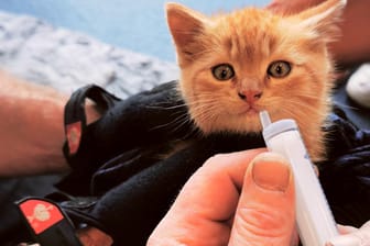 Mit einem Schrecken davongekommen: Feuerwehrleute versorgen eine junge Katze mit etwas Wasser.