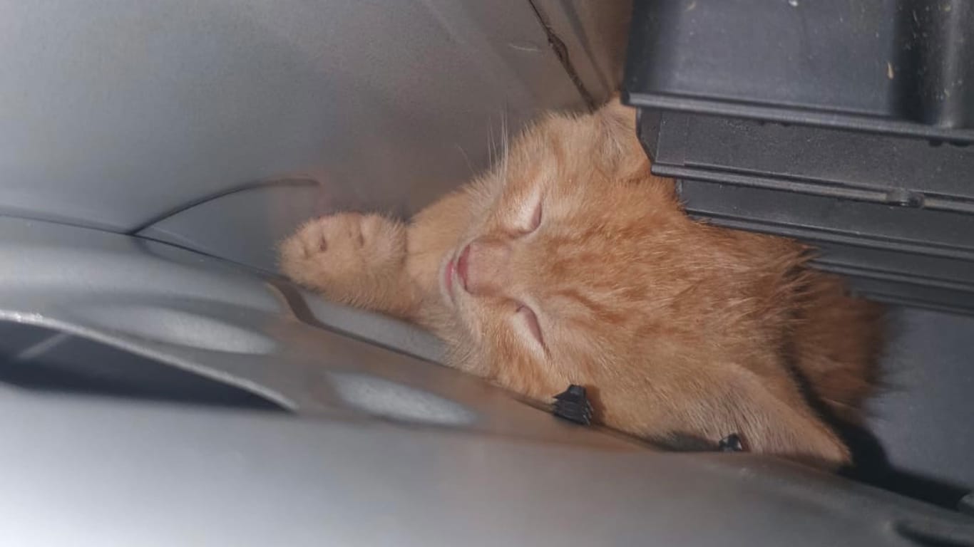 Erkundungstour endet mit einem Schrecken: Das Kätzchen musste 30 Minuten lang im Inneren des Autos ausharren.