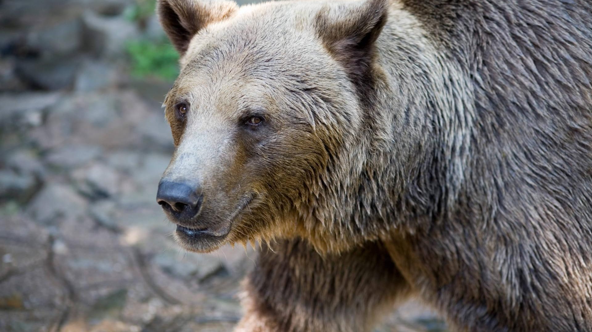 Braunbär in der Slowakei: Das Umweltministerium warnt vor voreiligen Schlüssen (Symbolbild).